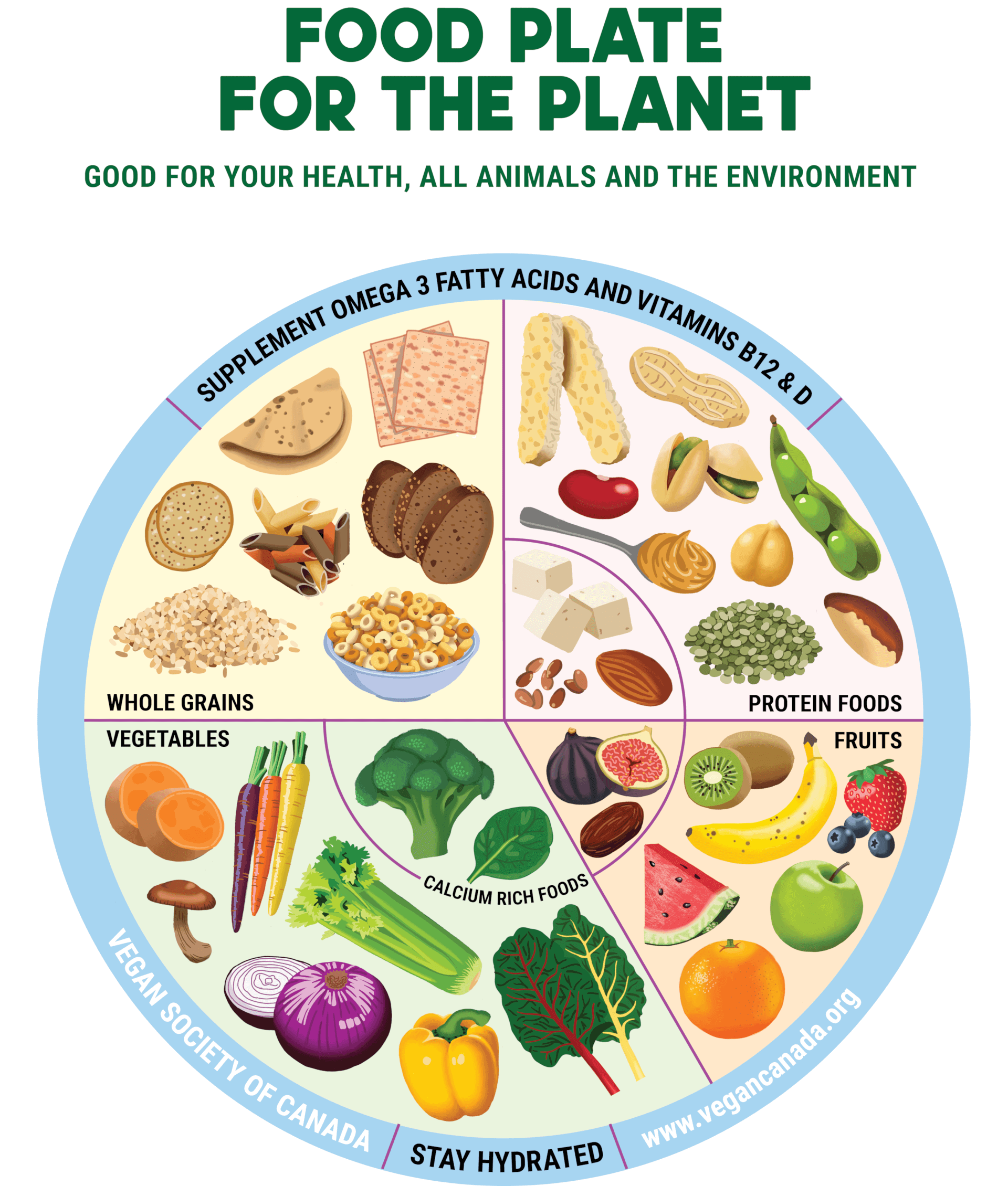 Food plate arranged in a pie chart diagram of food suitable for vegans divided in whole grains, protein foods, vegetables and fruits sections