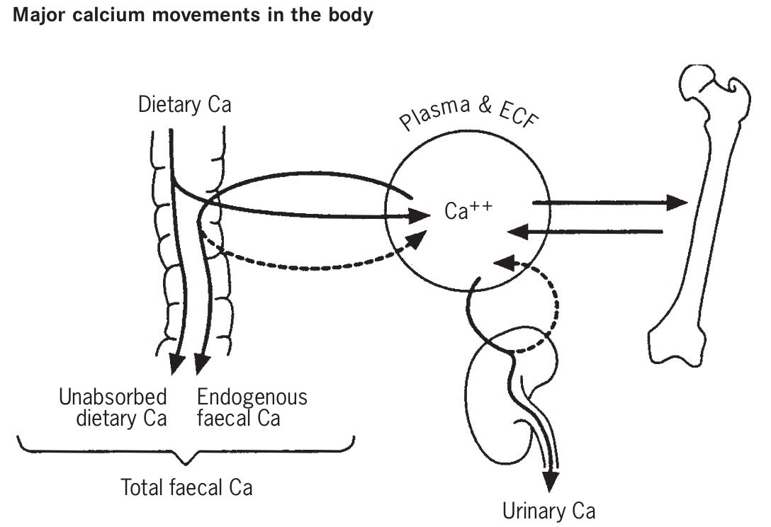 Flow chart of the major calcium movements in the body