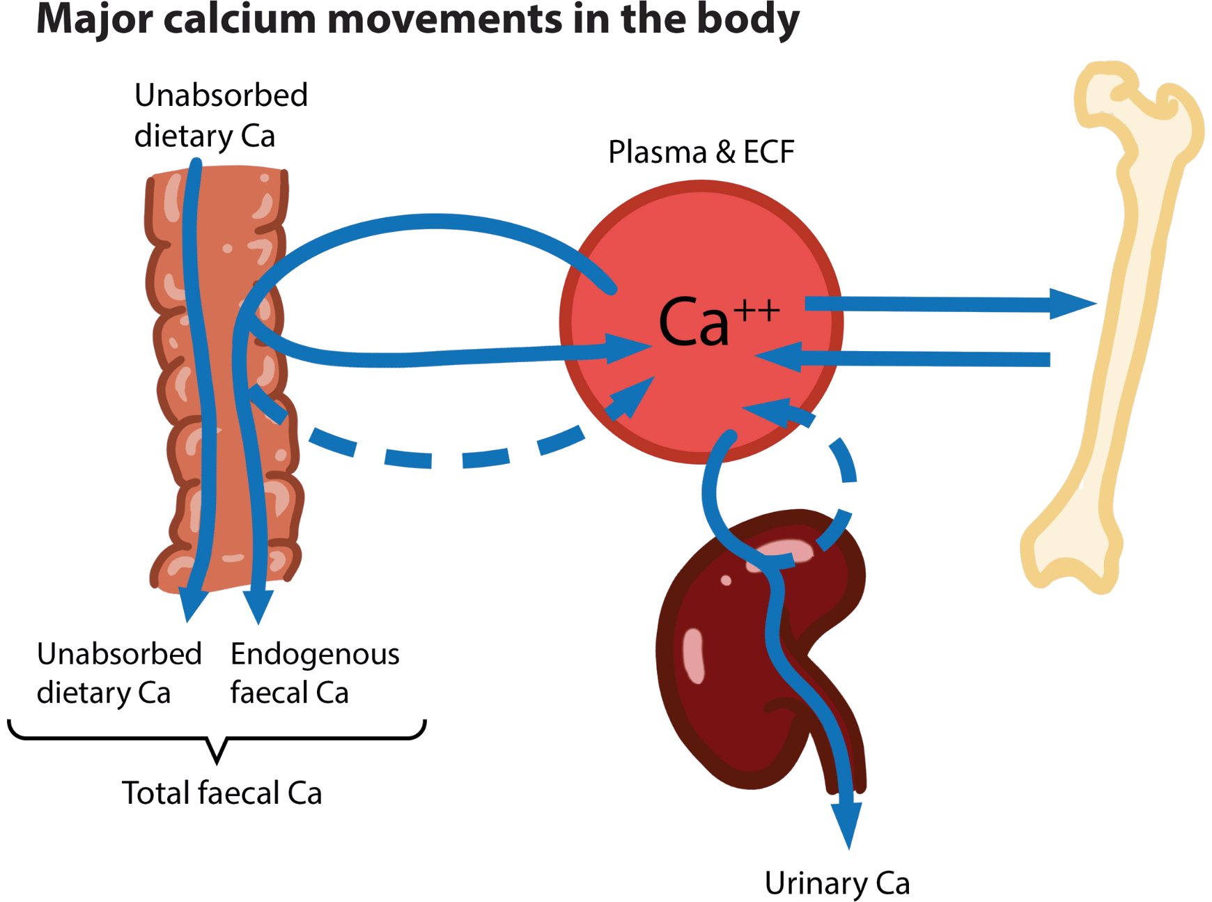 Flow chart of the major calcium movements in the body