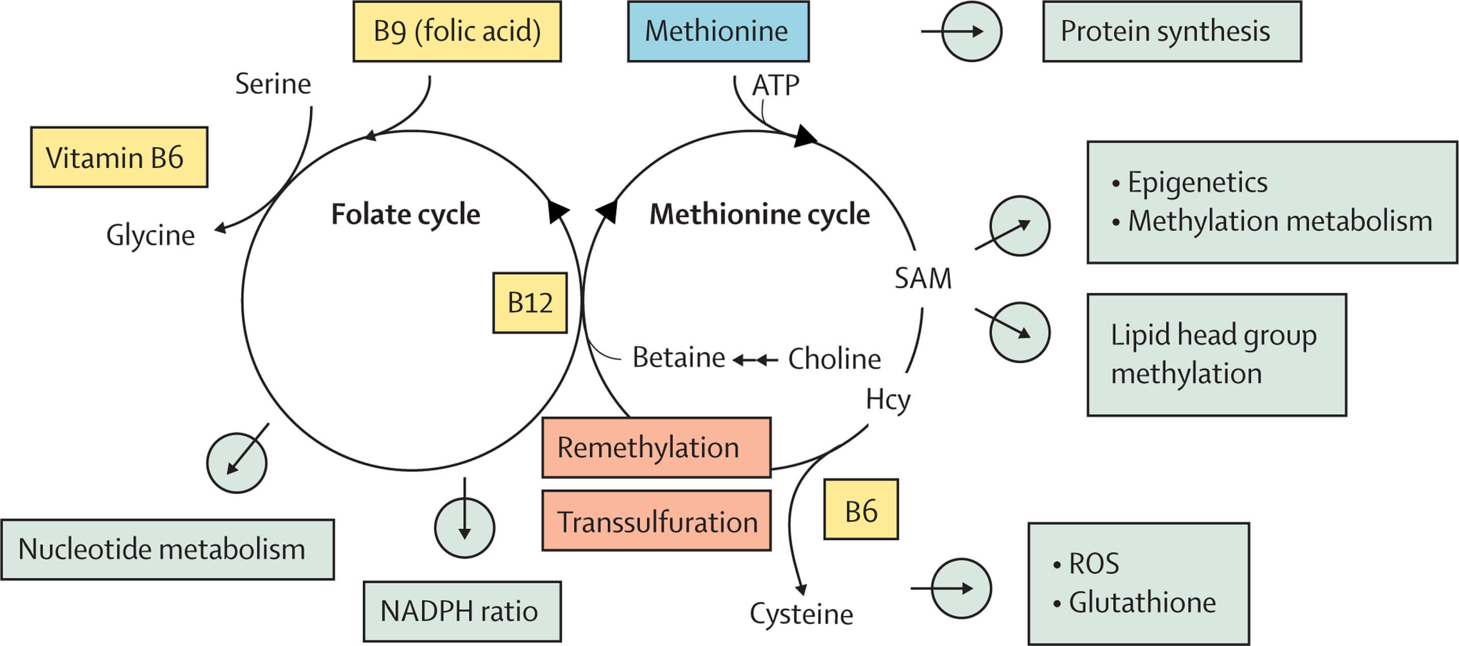 Circular flow chart diagram of the one-carbon metabolism showing the folate and methionine cycle